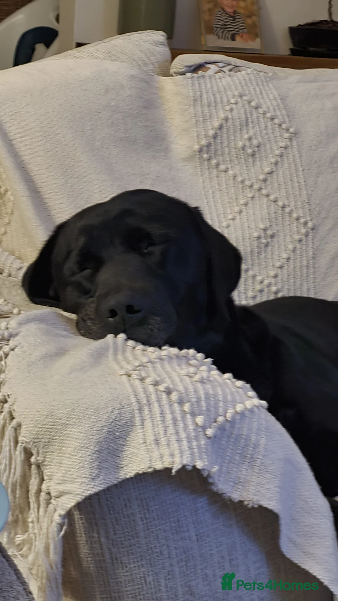 Labrador Retriever dogs for stud: Stunning black labrador to stud in Morecambe - Advert 9