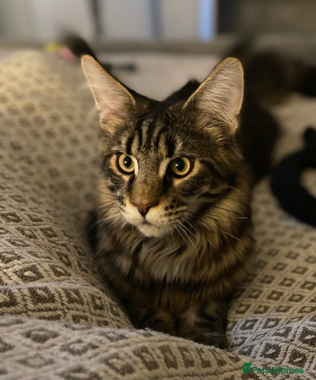 Maine Coon cats for sale: Maine coon - Image 4
