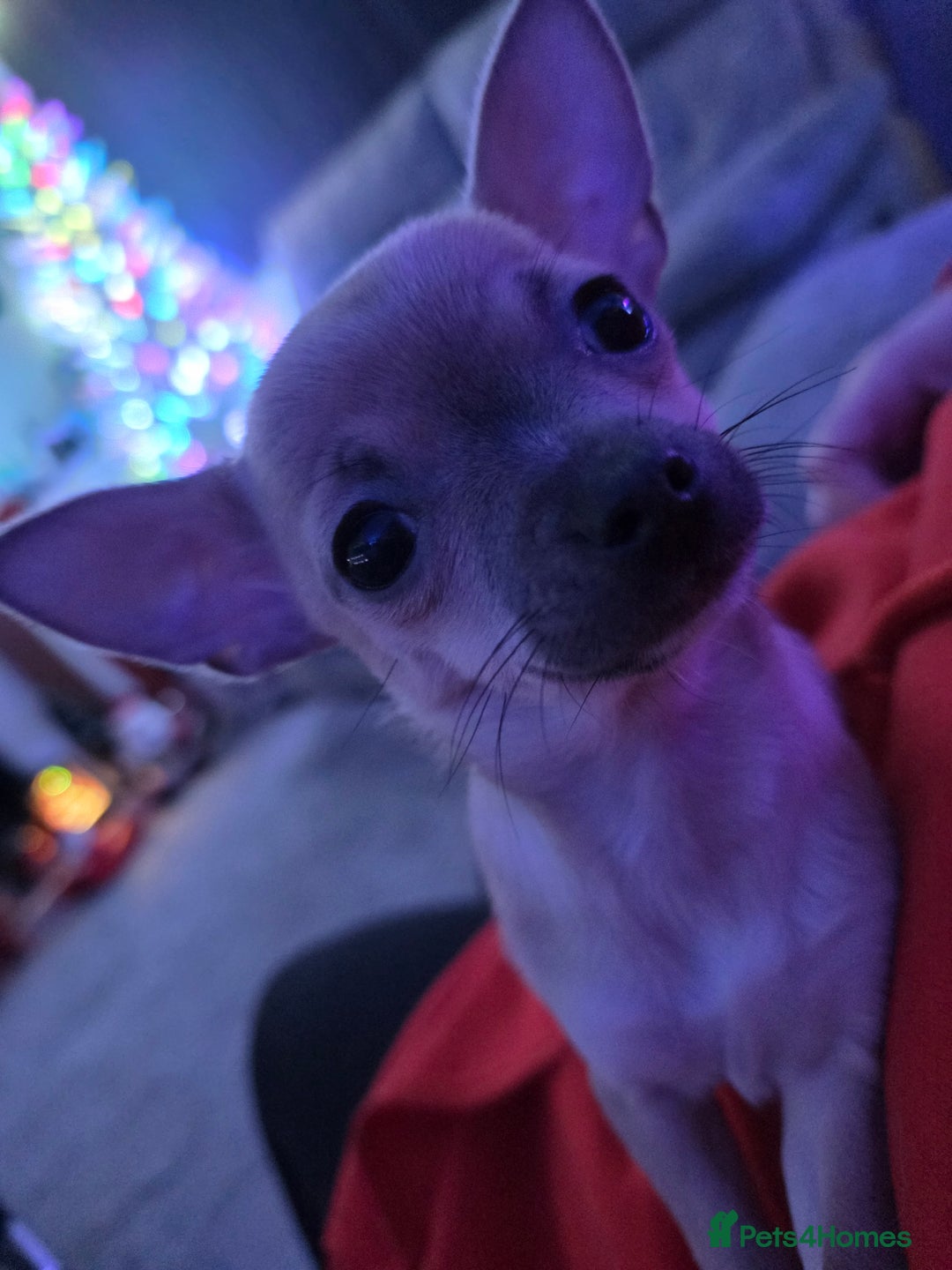 Chihuahua dogs for sale: Toy Chihauhau,1 cute girl left - Advert 3