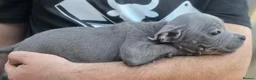 Staffordshire Bull Terrier dogs for sale: SMALLEST KC REG SBT PUPPY  - Advert 19