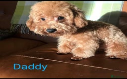 Maltipoo dogs for sale: Stunning maltipoo pups  - Image 11