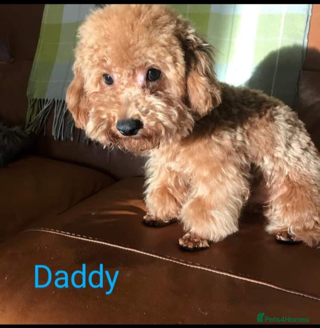 Maltipoo dogs for sale: Stunning maltipoo pups  - Image 11