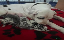 Great Dane dogs for sale: Purebred Great Dane Puppies – European Bloodline  - Image 20