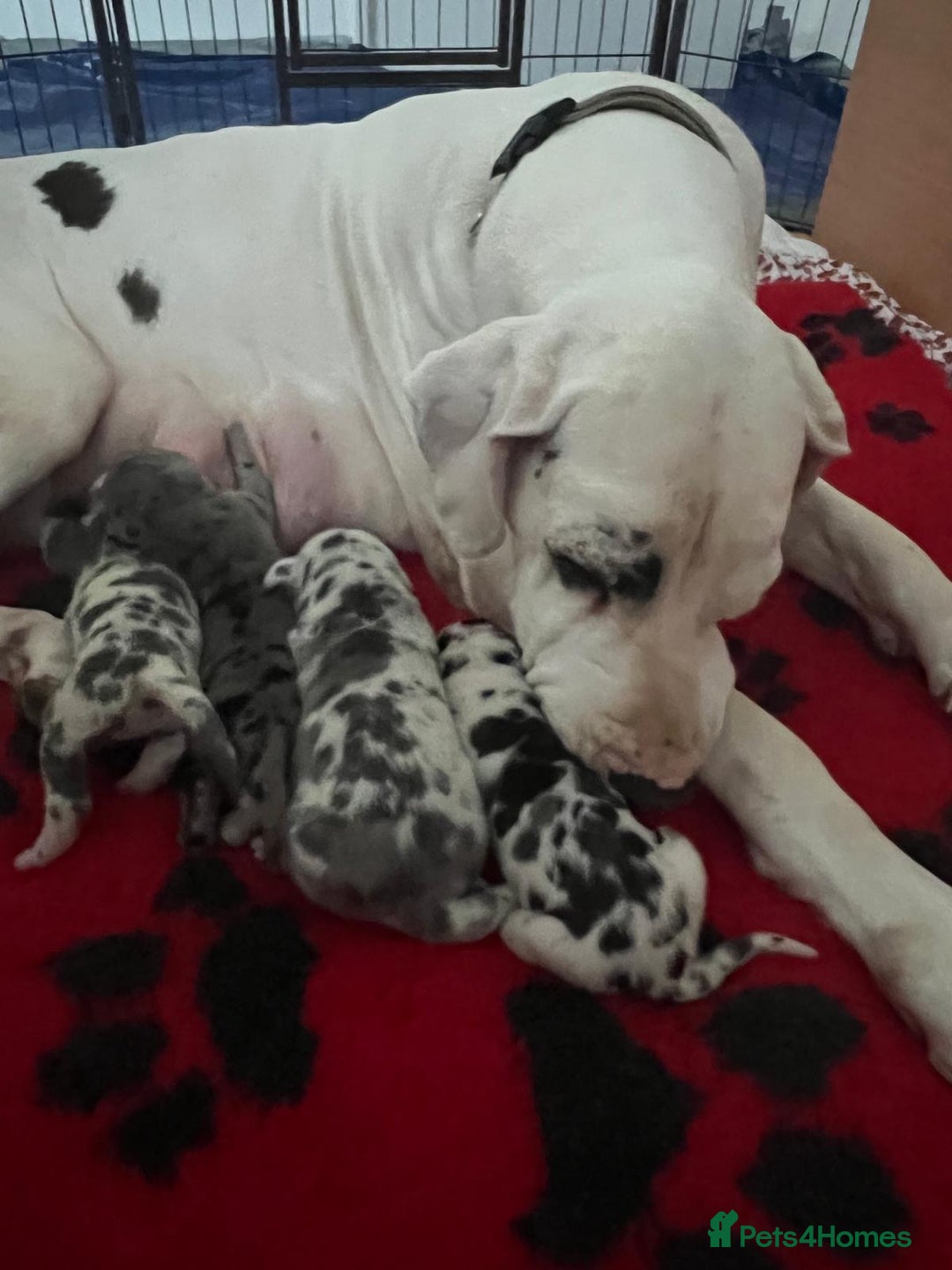 Great Dane dogs for sale: Purebred Great Dane Puppies – European Bloodline  - Image 20