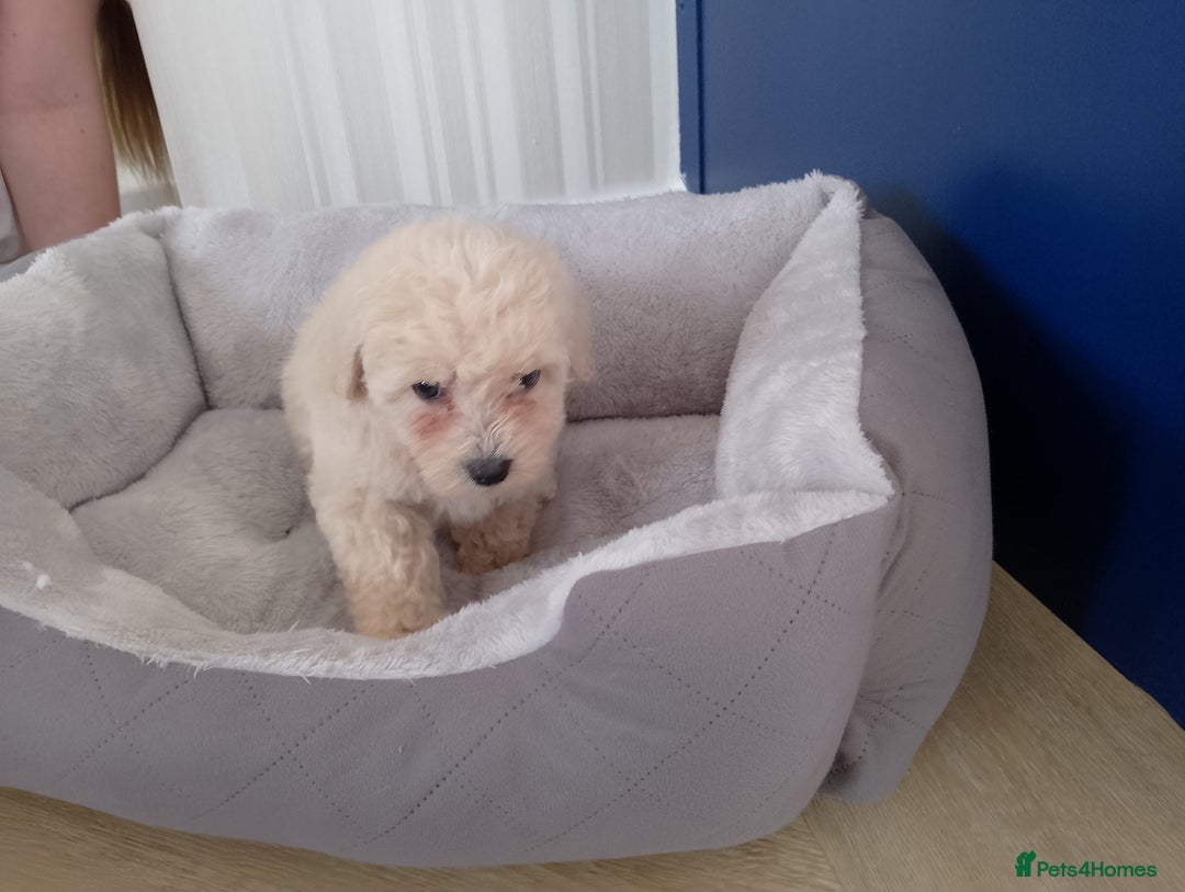 Maltipoo dogs for sale: Maltipoo puppies boy and girl available  - Image 17