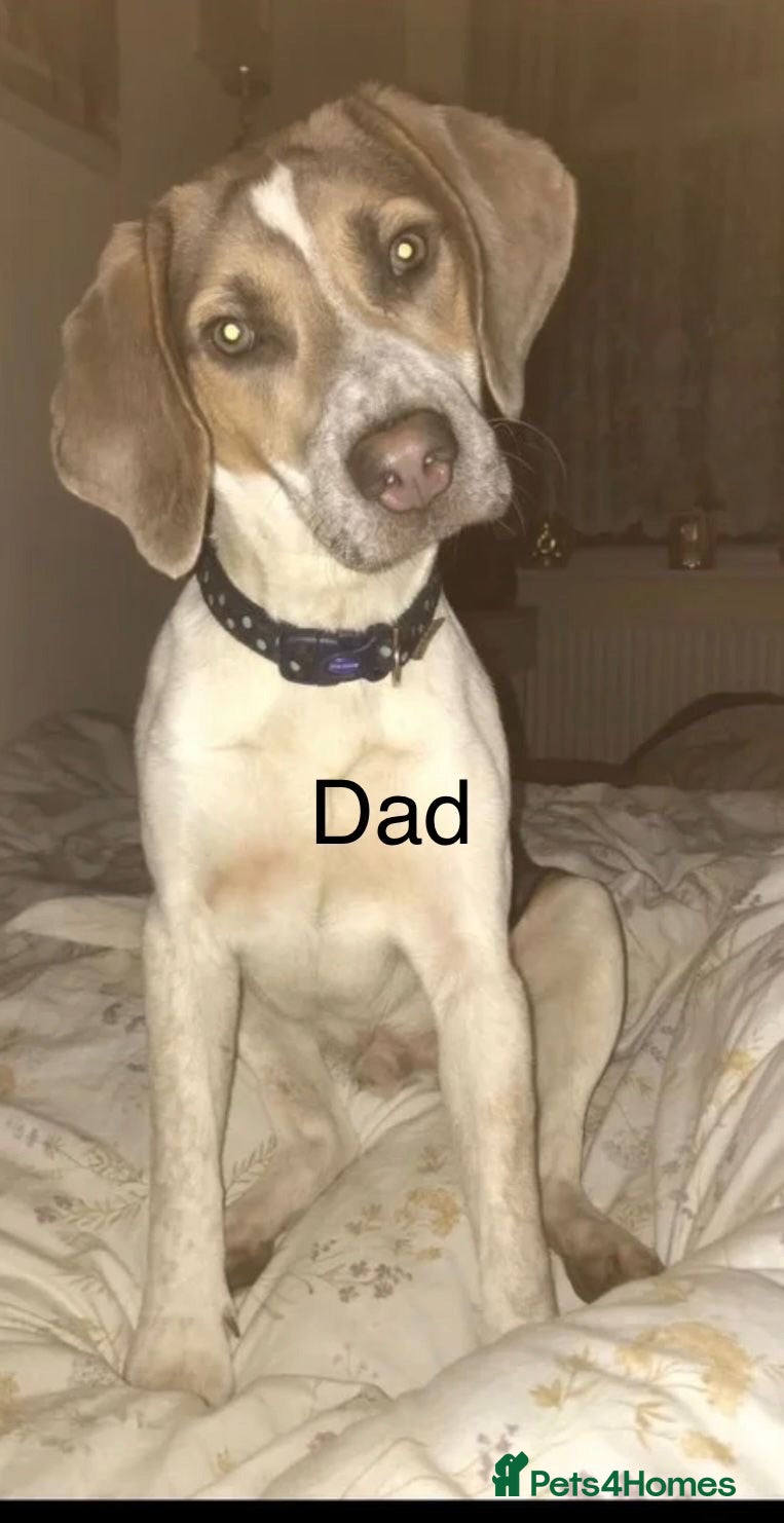 Beagle dogs     Stunning Beagle Puppies – 4 Boys & 4 Girls - Advert 10