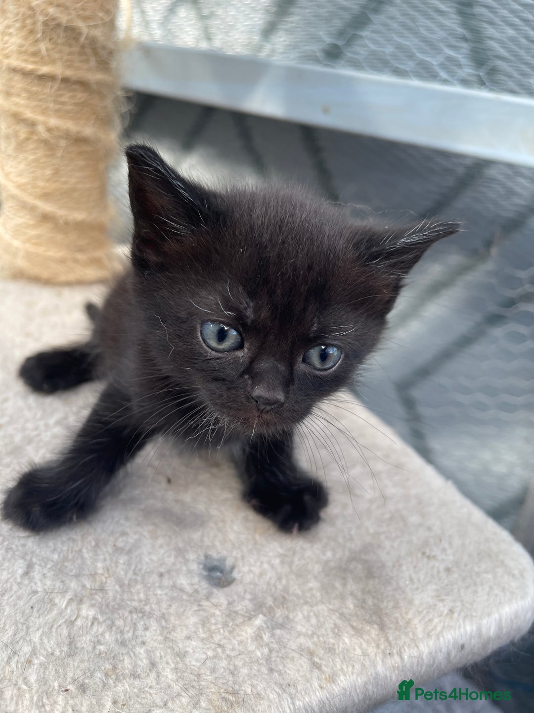 Mixed Breed cats for sale: Half british shorthair kitten - Image 6