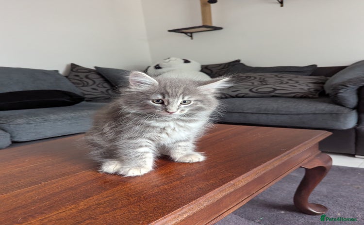 Norwegian Forest Cat cats - Advert 1