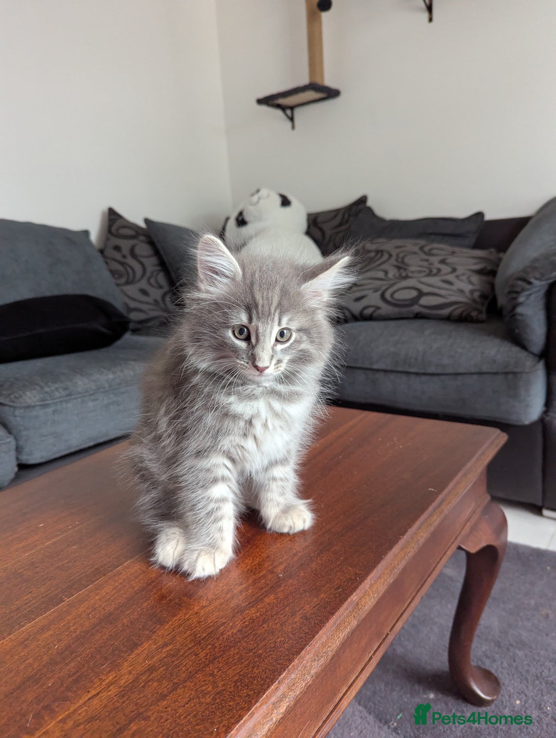 Norwegian Forest Cat cats for sale: Gorgeous male Norwegian Forest Kitten - Image 1