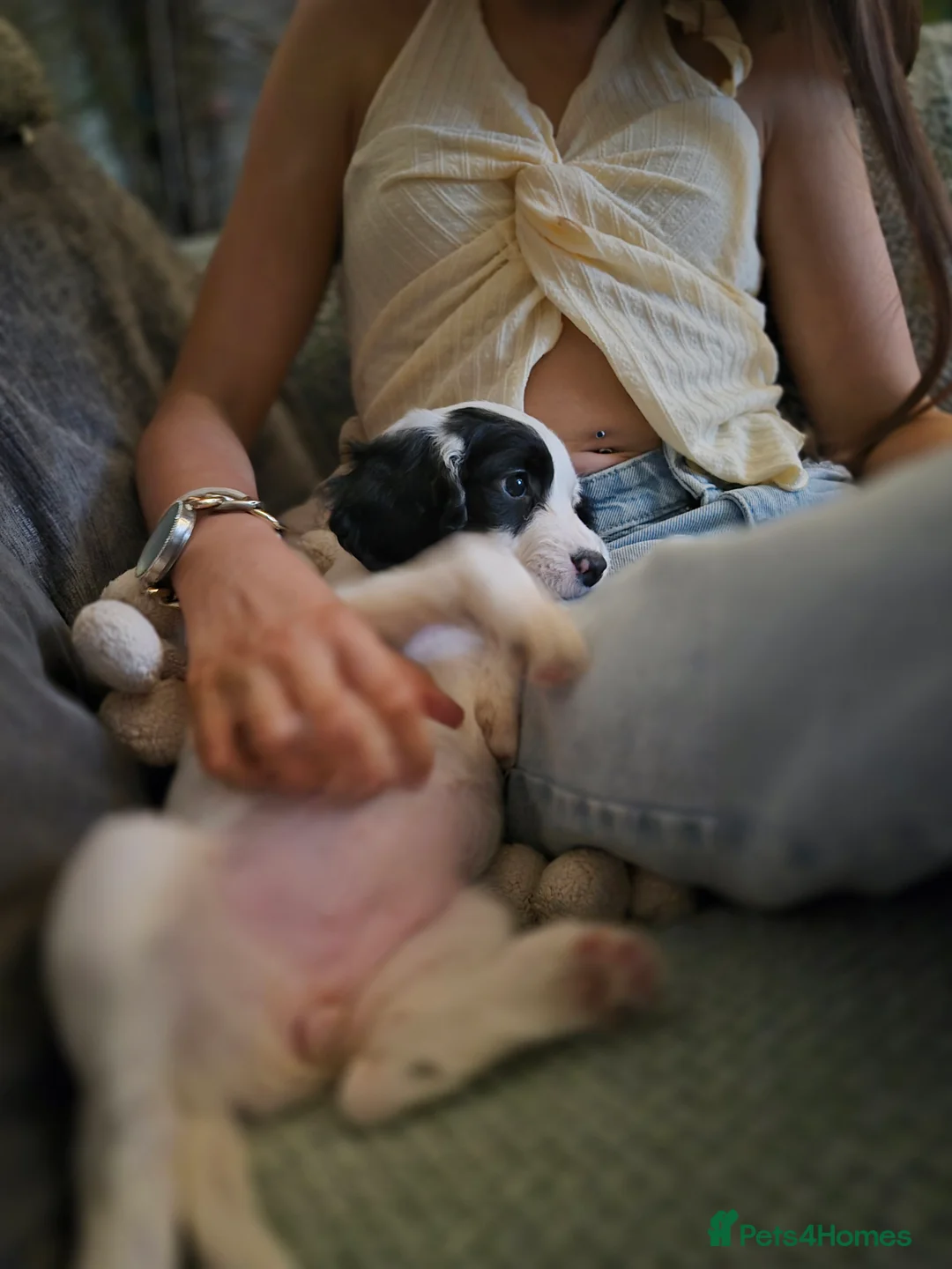 Cockapoo dogs for sale: F2 generation cockerpoo puppys  - Advert 8