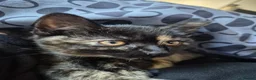 Mixed Breed cats for sale: Cats for sale - Advert 4