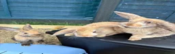 Mixed Breed rabbits for sale: 3 male rabbits and full set up  in Bristol - Advert 13