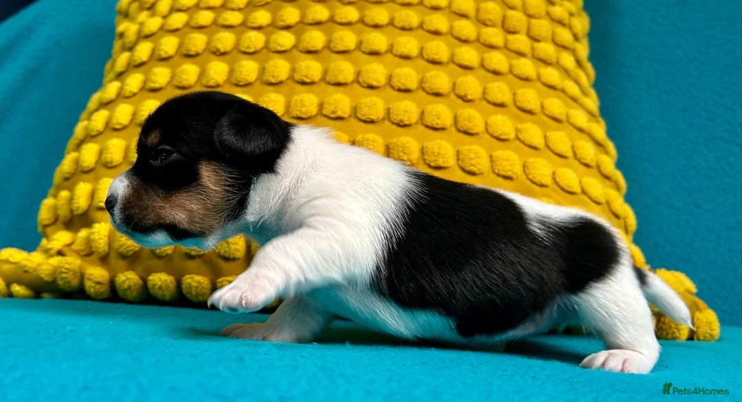 Jack Russell dogs for sale: Quality pure bred  Jack Russel babies  - Advert 29