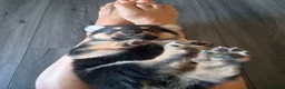 Rottweiler dogs for sale: Beautiful Rottie puppies  in Bath - Advert 5