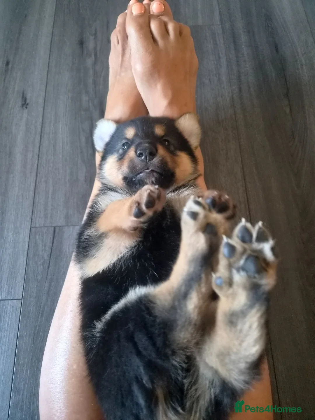 Rottweiler dogs for sale: Beautiful Rottie puppies  in Bath - Advert 5