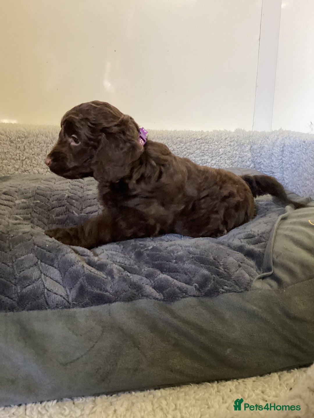 Cockapoo dogs for sale: F1 cockapoos  - Image 6