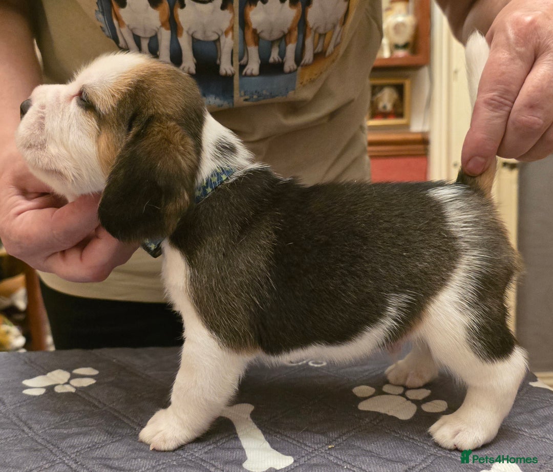 Beagle dogs for sale: Kennel Club Reg Beagle pups tri male, t/w bitch  - Advert 10