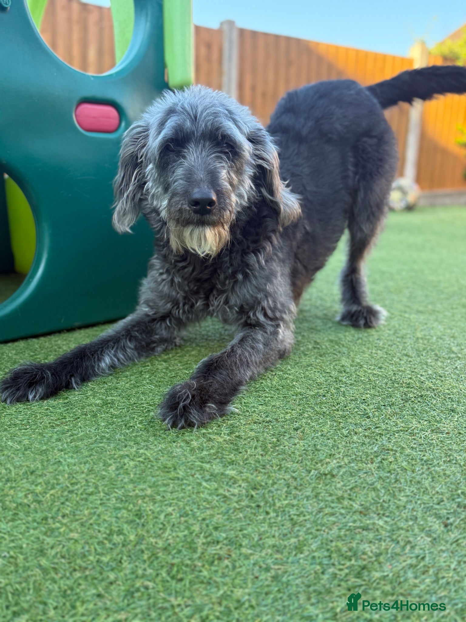 Labradoodle dogs Beautiful family dog, labradoodle  - Advert 4