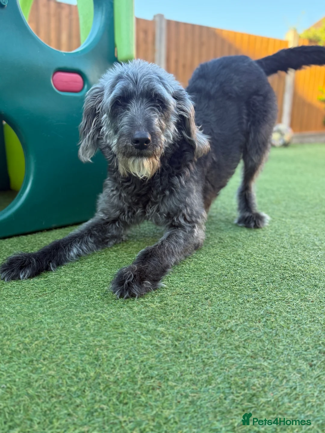 Labradoodle dogs for sale: Beautiful family dog, labradoodle  in Kidderminster - Advert 1