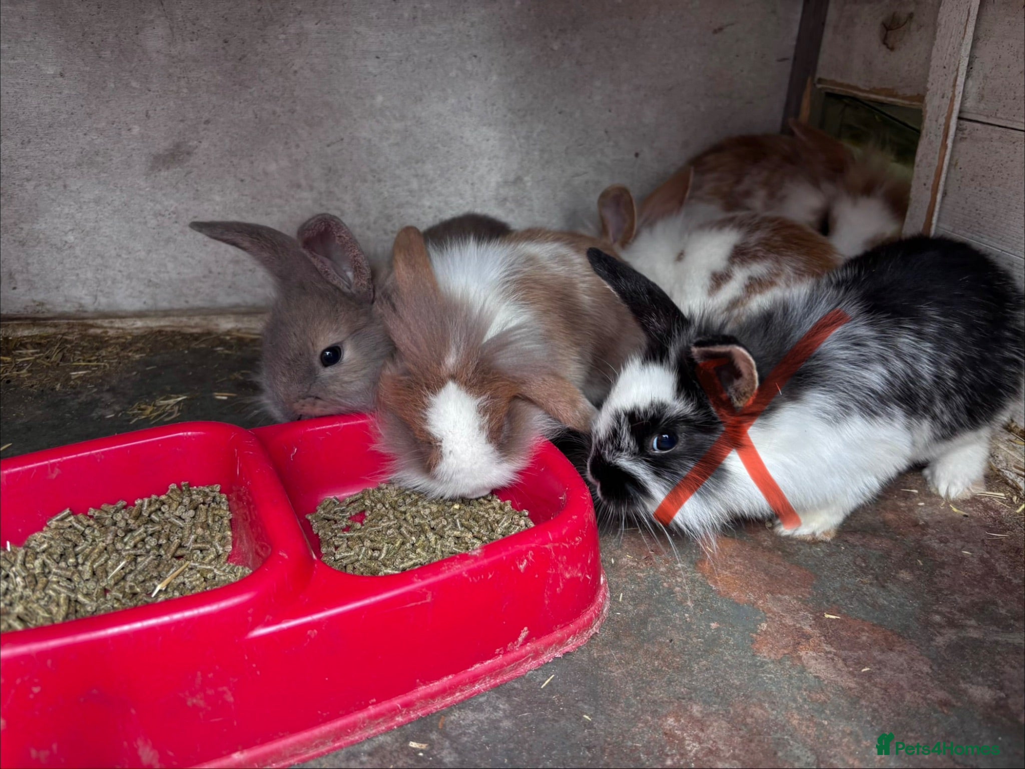 Mini Lion Lop rabbits 3 LEFT!! 5 Beautiful Mini Lionhead Lops £50 Each. - Advert 2