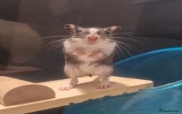 Gerbil rodents for sale: 3 gerbils & accessories for sale - Image 5