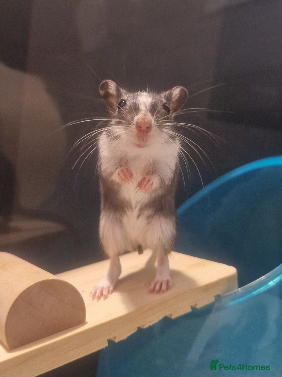 Gerbil rodents for sale: 3 gerbils & accessories for sale - Image 5