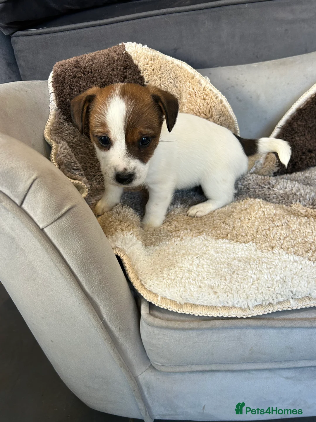 Jack Russell dogs for sale: Jack Russell puppies  in Stockton-on-Tees - Advert 2