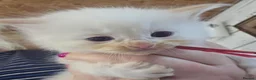 Ragdoll cats for sale: 2 Beautiful Ragdoll Kittens - Advert 4