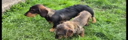 Dachshund dogs for sale: Standard Wirehaired Dachshund  - Advert 8