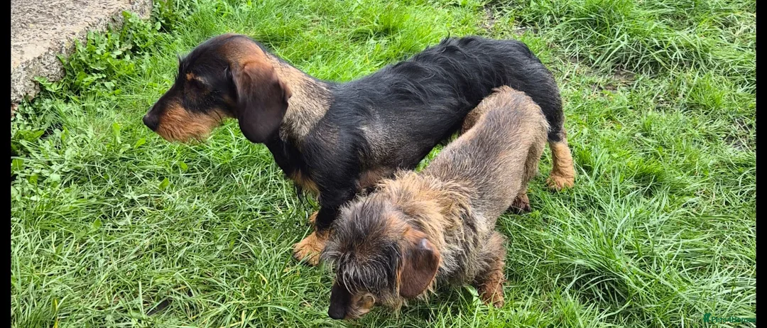 Dachshund dogs for sale: Standard Wirehaired Dachshund  - Advert 8