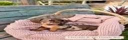 Miniature Dachshund dogs for sale: Miniature Dachshund Boys and Girl - Advert 4