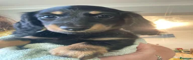Miniature Dachshund 3