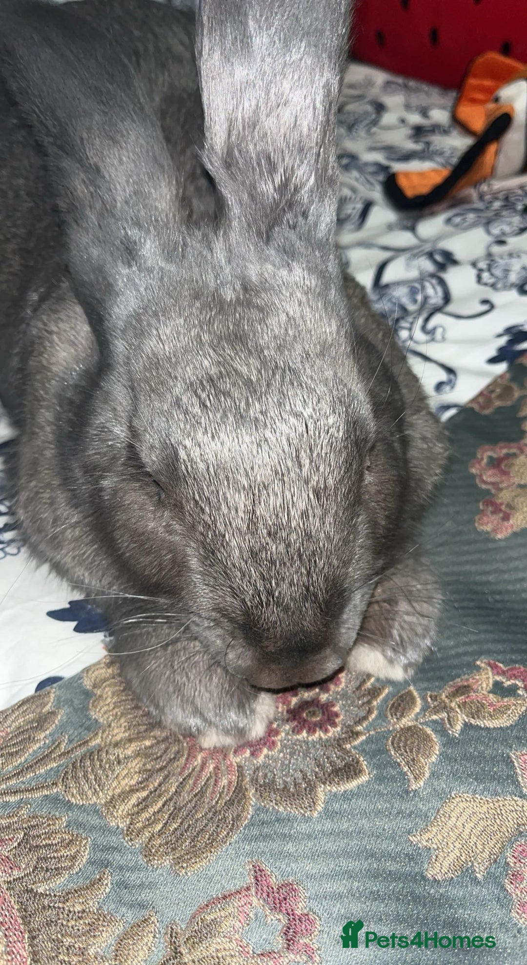 Continental Giant rabbits for sale: 3 year old steel blue continental giant - Advert 3