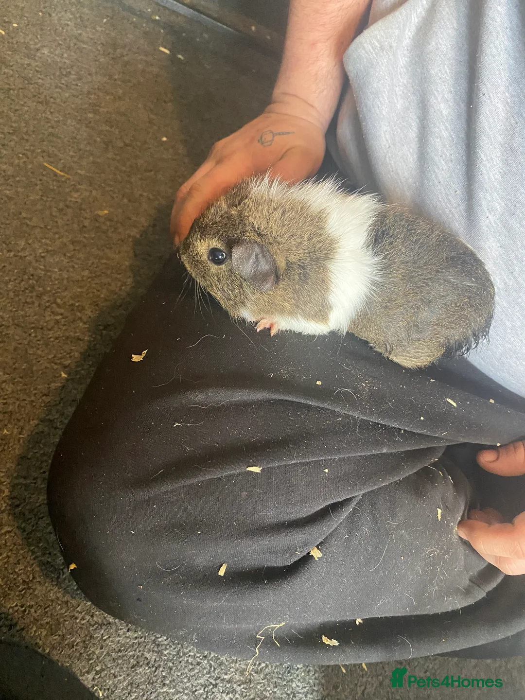 Guinea Pig rodents for sale: 4 male left - Advert 4