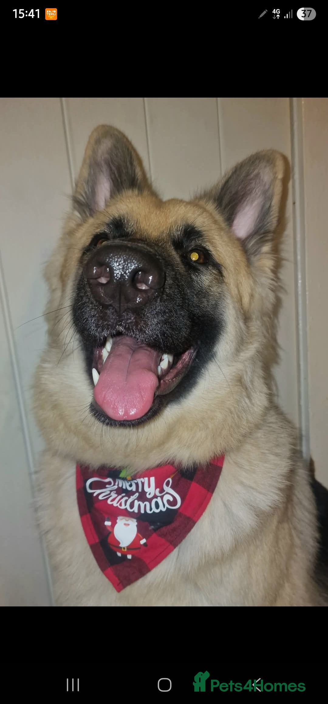 German Shepherd dogs for stud: Beautiful male stud  - Advert 5