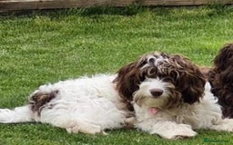 Cockapoo dogs for sale: Beautiful Chocolate and Merle F1 babies - Image 27