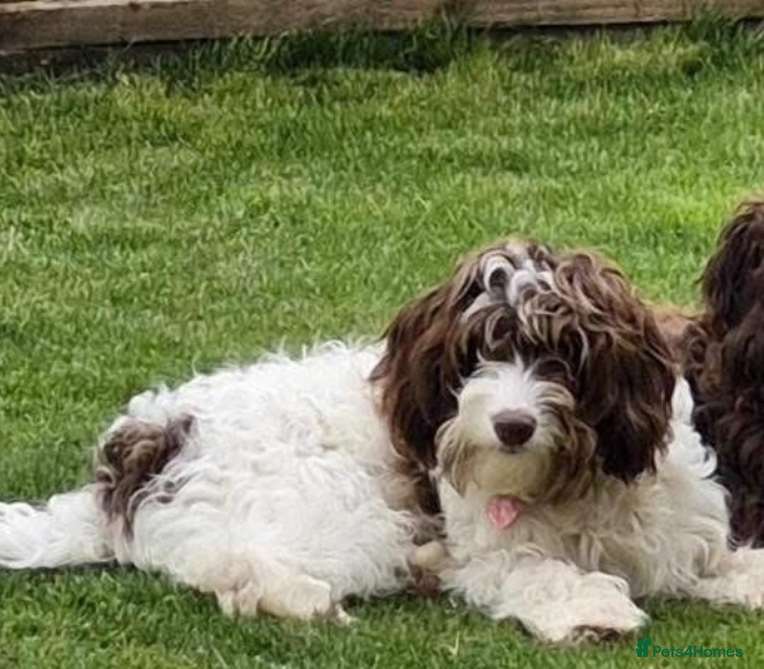 Cockapoo dogs for sale: Beautiful Chocolate and Merle F1 babies - Image 27