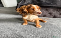 Cocker Spaniel dogs for sale: Working cocker for sale (Mylo)  - Image 8