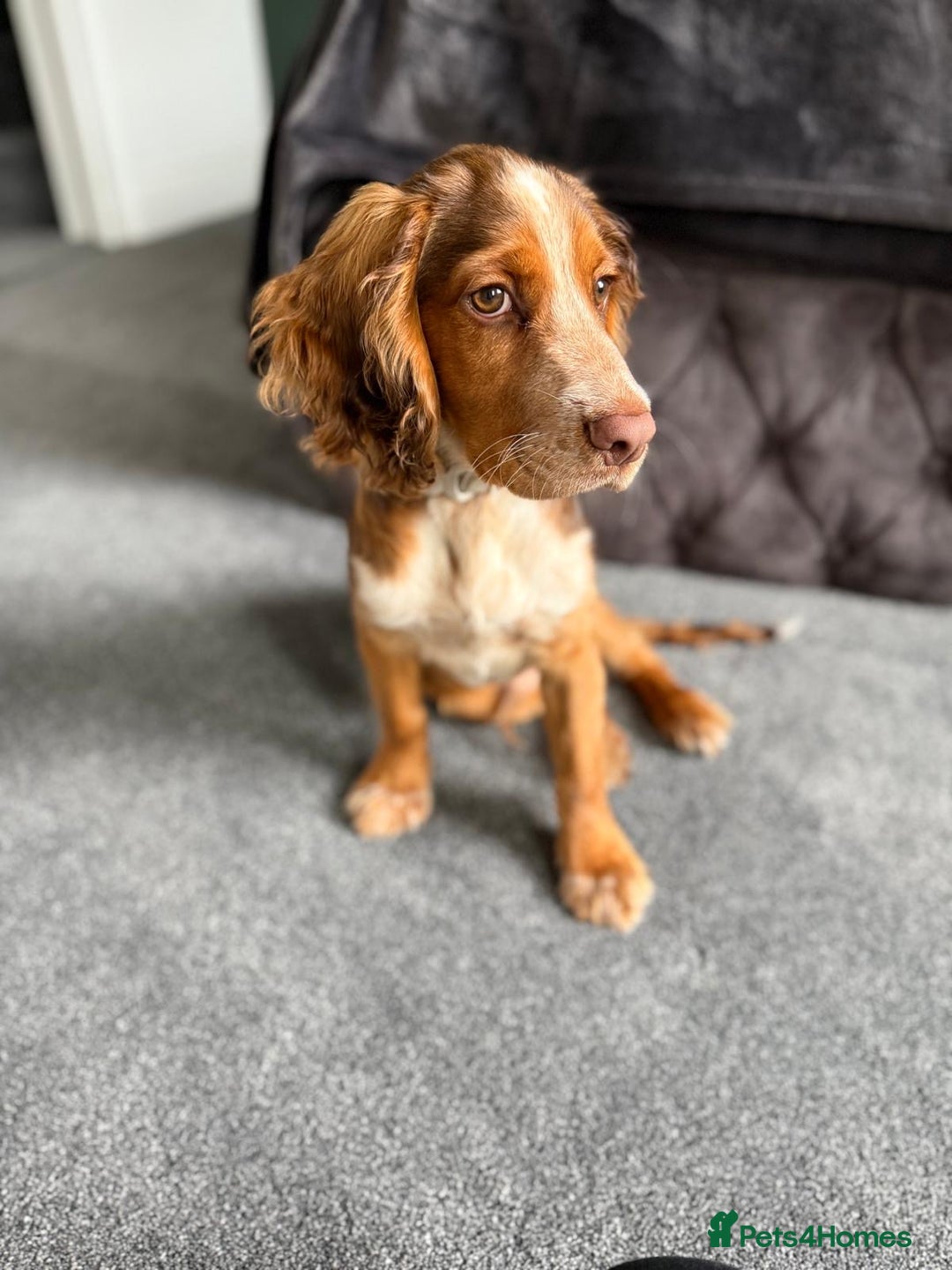Cocker Spaniel dogs for sale: Working cocker for sale (Mylo)  - Image 8