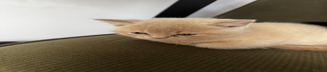 Brazilian Shorthair Kitten 4