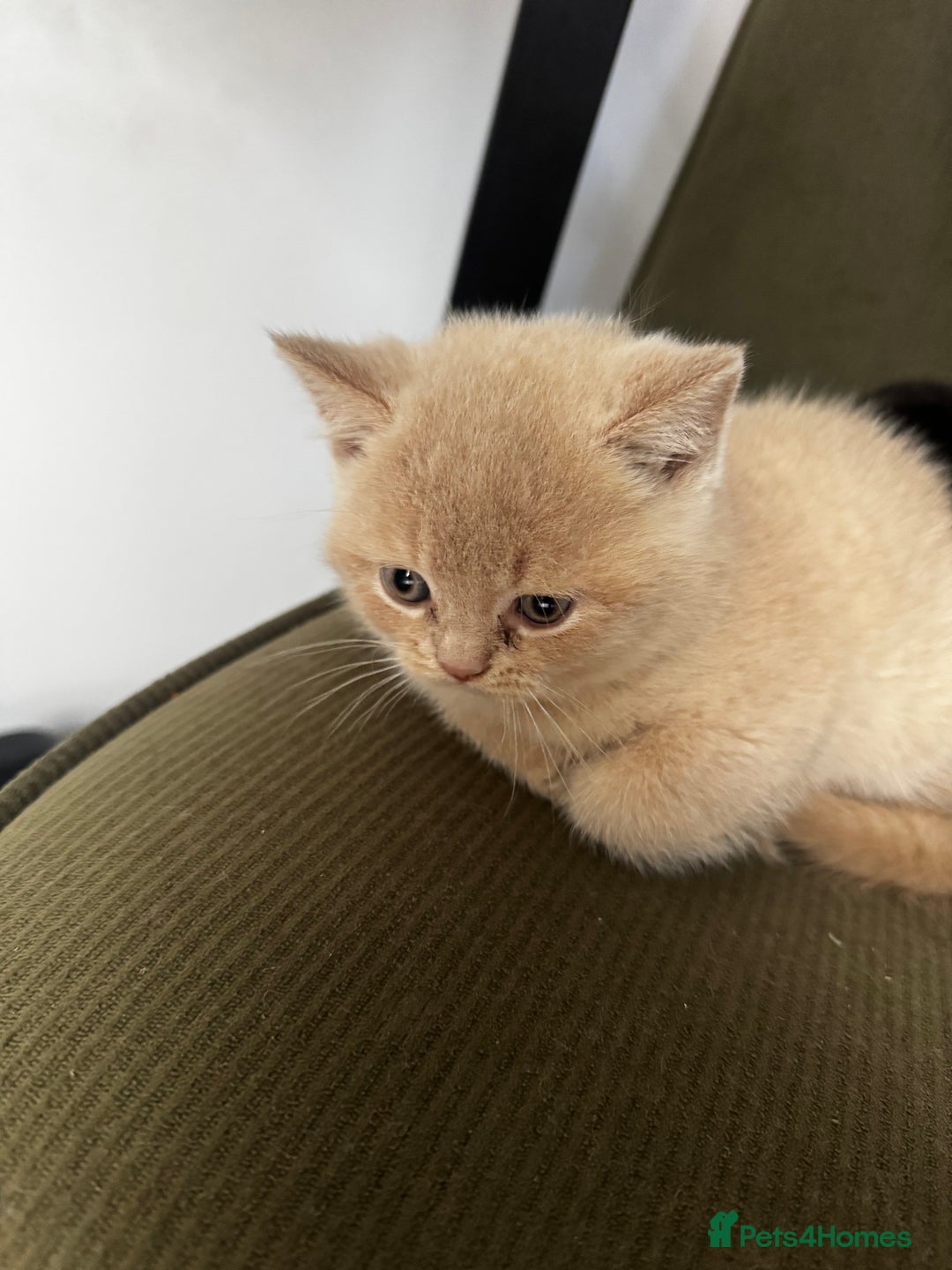 British Shorthair cats for sale: 🏡 Pedigree British Shorthair Kittens  🐾 - Image 5