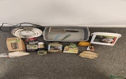 Hermann Tortoise reptiles for sale: Horsefield tort & full setup with lots of extras - Image 8
