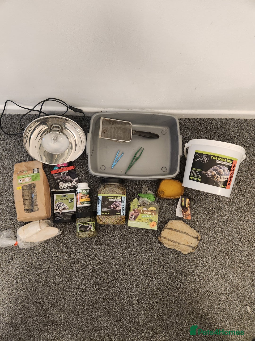 Hermann Tortoise reptiles for sale: Horsefield tort & full setup with lots of extras - Image 8