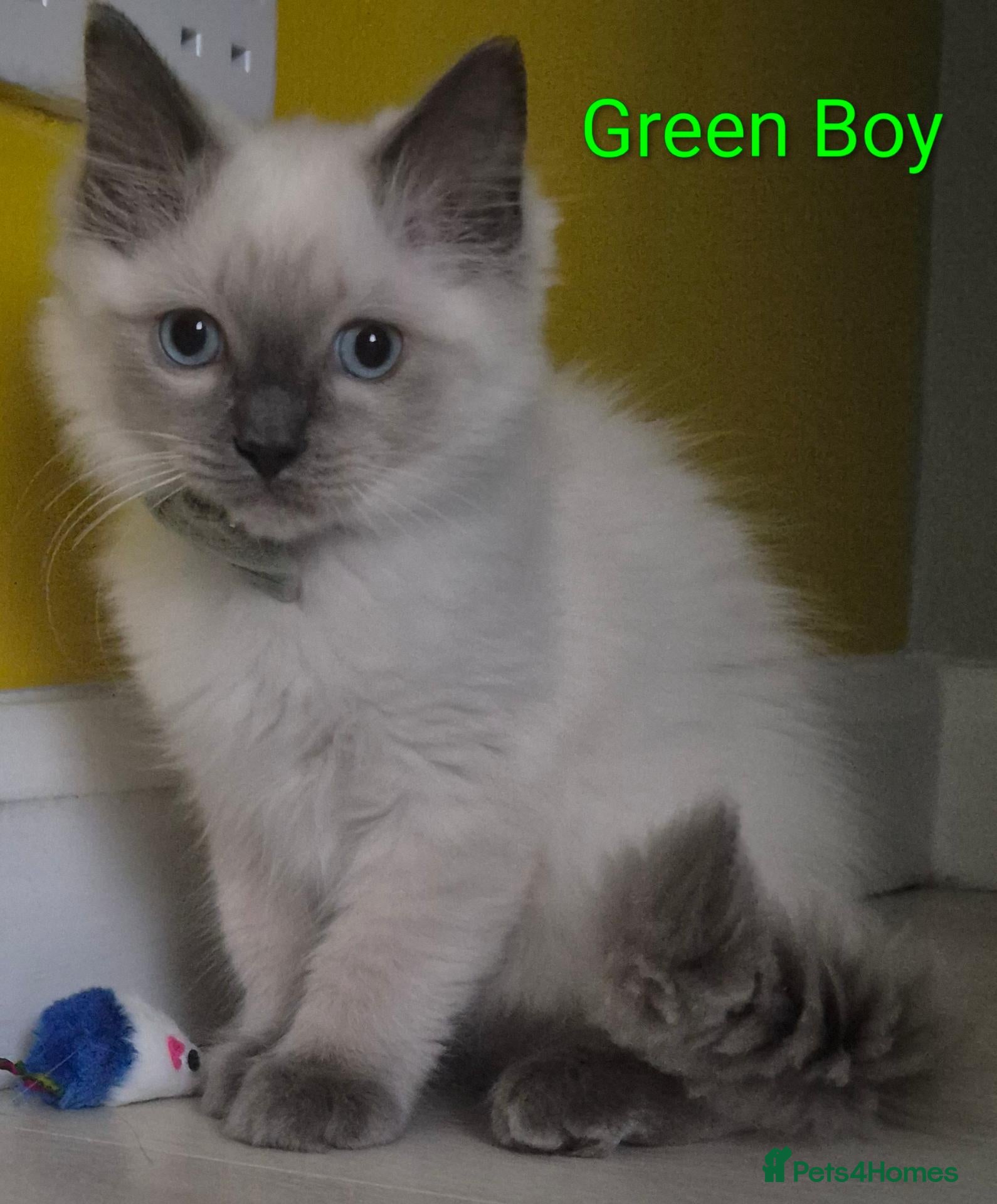 Ragdoll cats 😻 Ragdoll Kitten Boy 😻 - Advert 1