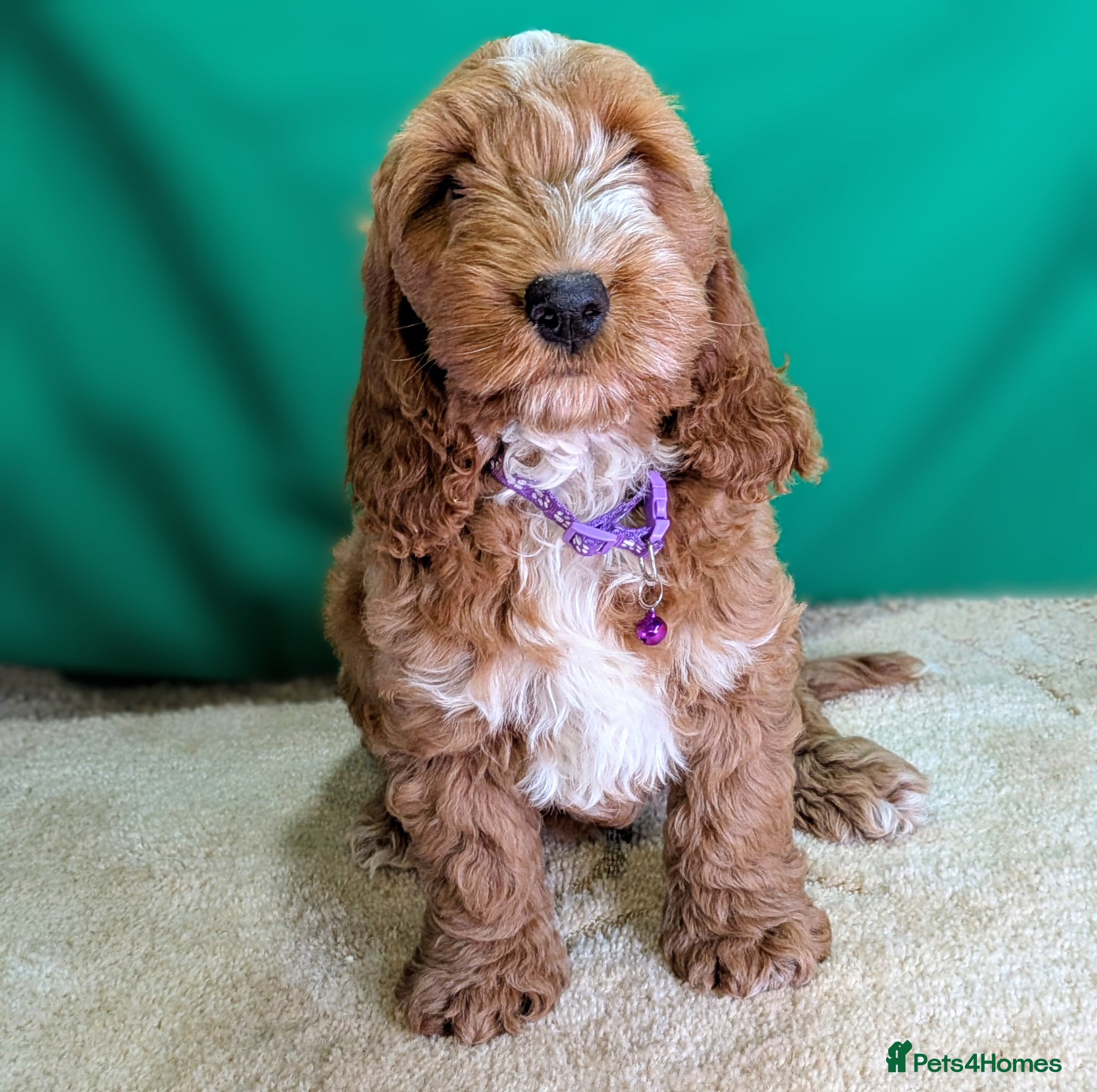 Cockapoo dogs Fully vaccinated F1 Cockapoo puppies - Advert 1