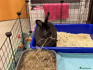 Silver Fox rabbits Female Rabbit for sale - Advert 2