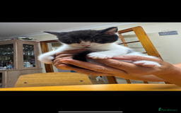 American Shorthair cats for sale: Adorable kittens looking for a loving home - Image 11