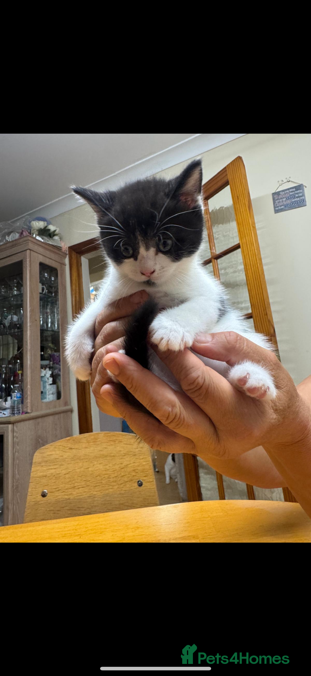 American Shorthair cats for sale: Adorable kittens looking for a loving home - Image 11