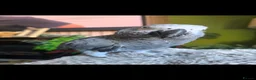 Parrots birds for sale: African grey - Advert 2