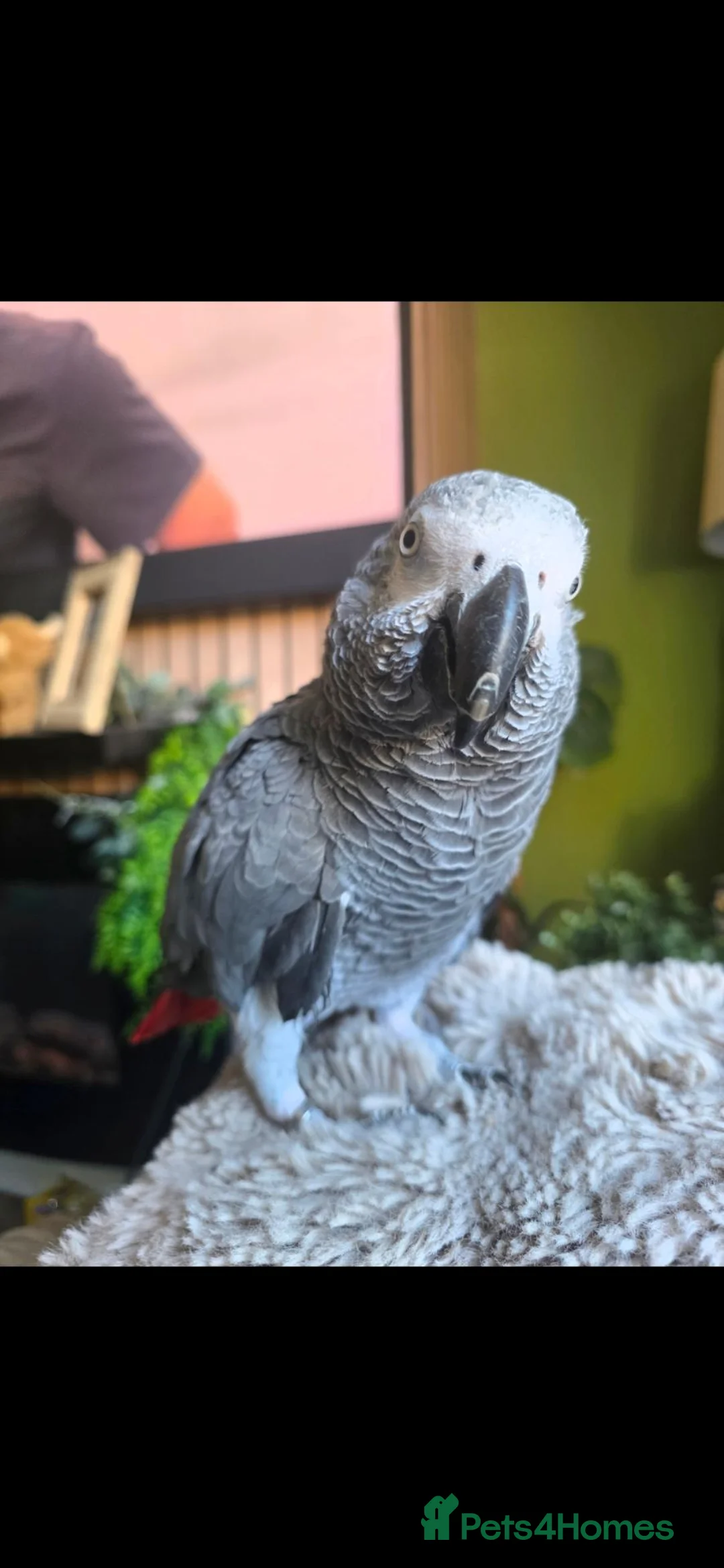 Parrots birds for sale: African grey - Advert 2